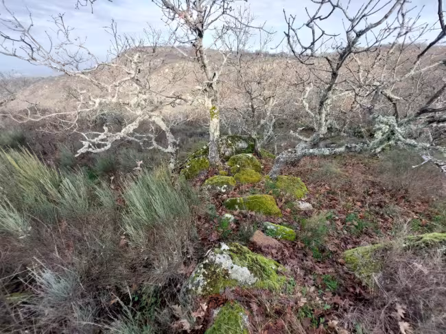 FR-116 - Finca en Montánchez